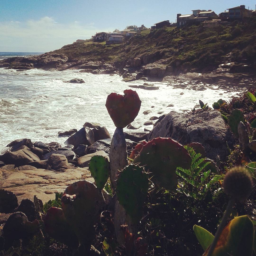 Cacto em formato de coração crescendo em meio às pedras à beira-mar