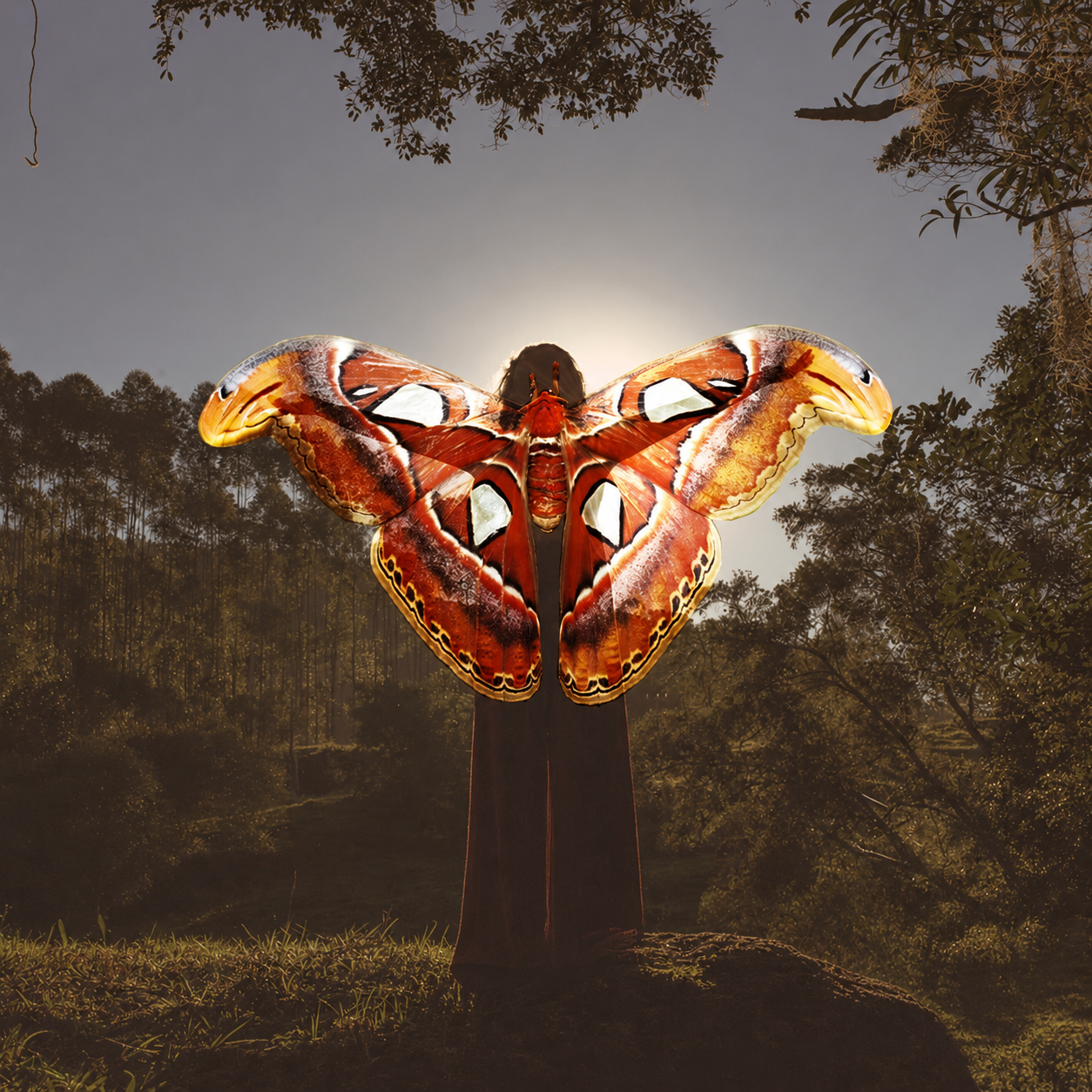 Figura humana coberta por asas gigantes de mariposa-atlas numa clareira ao luar, simbolizando metamorfose